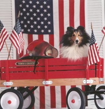 patriotsheltie