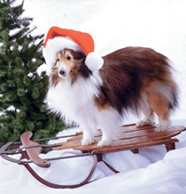 sledsheltie